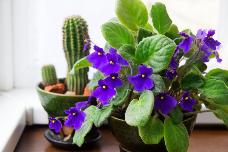 African Violets home