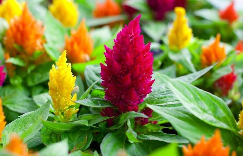 Celosia at Home