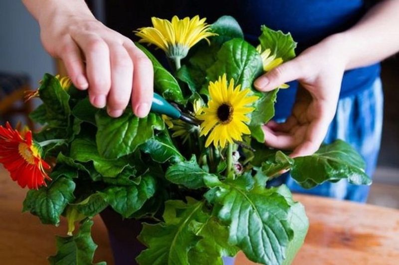 Gerbera Daisies at Home