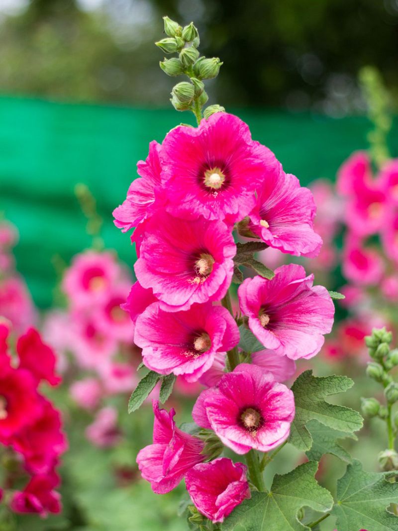 Hollyhocks