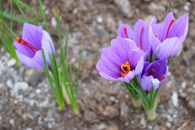 Meadow Saffron at Home