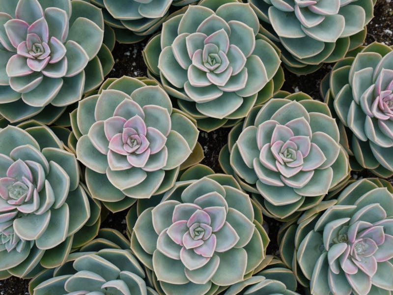 Succulents