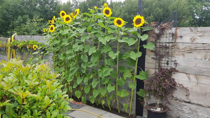 Sunflowers