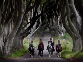 The Dark Hedges