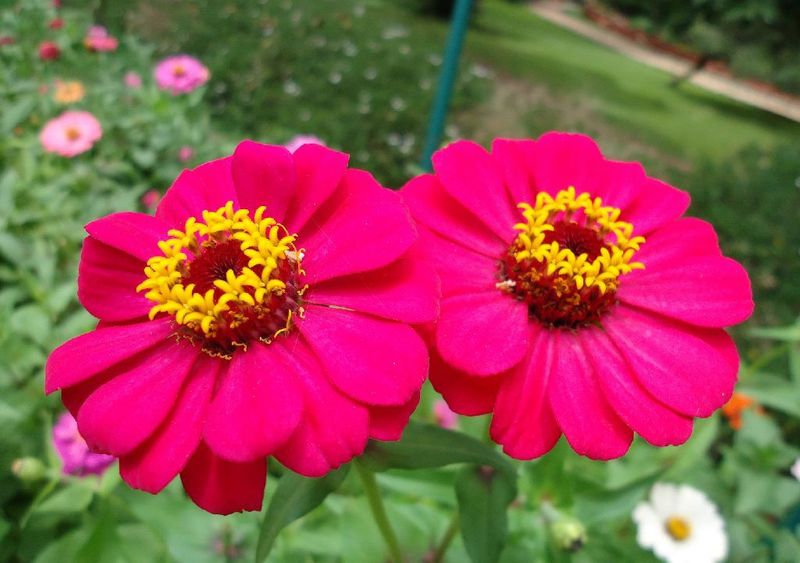 ZINNIA at Home